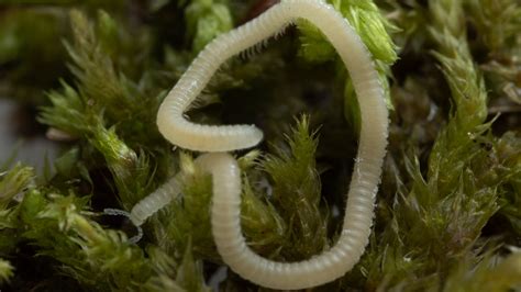 A new millipede species with 486 legs has been found in the US